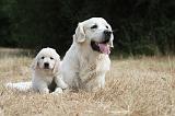 GOLDEN RETRIEVER 715